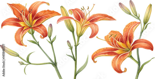 Orange lilies watercolor painting