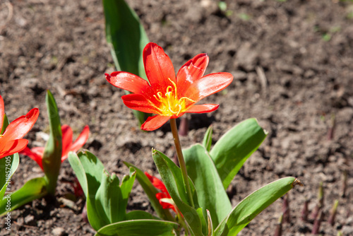 Wallpaper Mural Bright red flowers. Beautiful Tulipa kaufmanniana cultivar water lily tulip native to central asia with high contrast color of tulip flowers and earliest blooming on spring. Torontodigital.ca