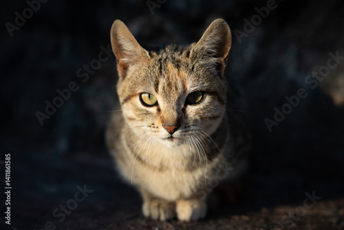 Gato callejero de Granada