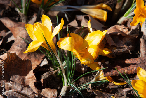 Wallpaper Mural Yellow early spring flowers break through the fallen leaves. Beautiful yellow spring crocuses in the garden. bulbous plants in the garden. Floral spring background with yellow crocus flowers Torontodigital.ca