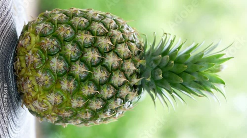 Pineapple fruit in Bamboo basket on wooden table in garden, Organic Taiwan Watermelon Pineapple with slices on blurred greenery background.