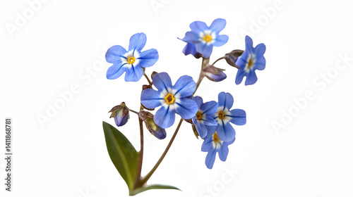 a group of small blue flowers on a transparent background, PNG image, PNG file, Generative art.