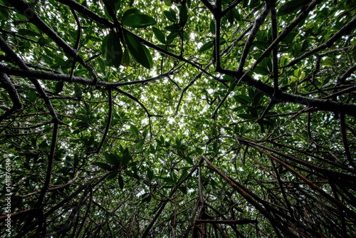 Mangrove canopy view from below photo