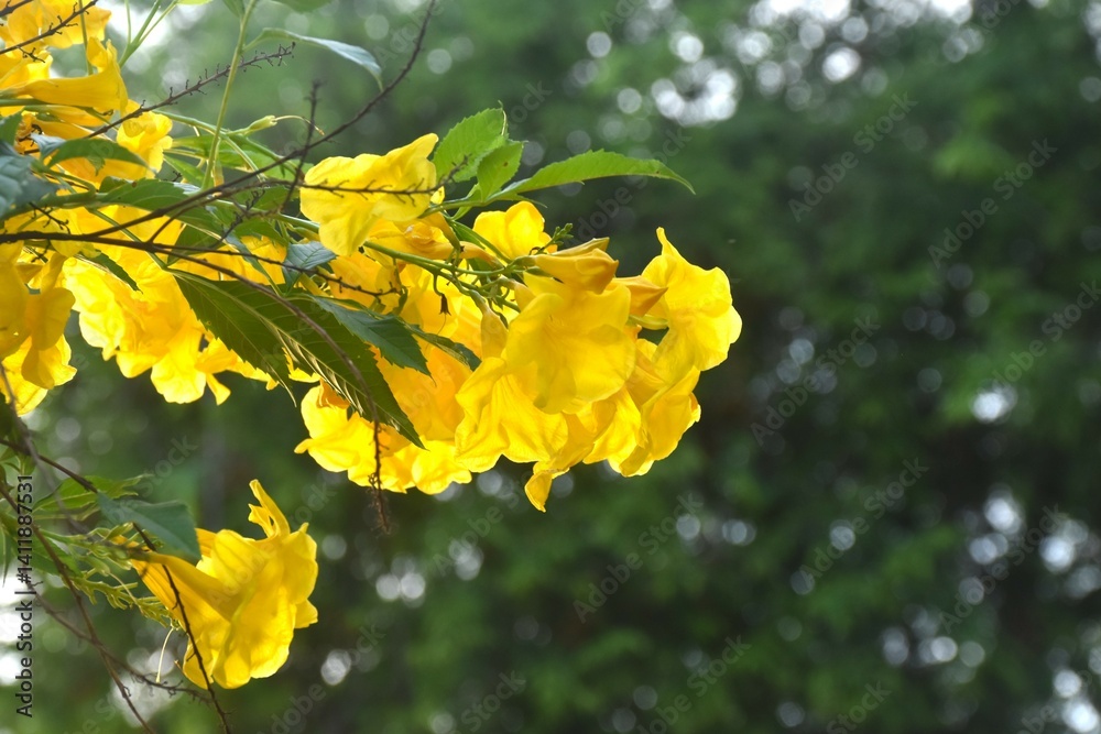 yellow trumpet flower or Cochlospermum regium blooming from branch in garden on summer
