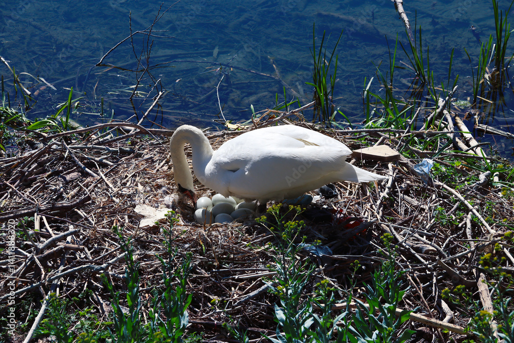 Obraz premium A breeding swan regularly turning its eggs in spring at the river Rhine, Breisach, Germany,