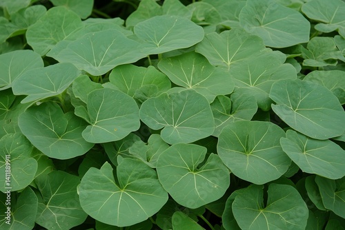 Wallpaper Mural Vibrant Green Round Leaves Lush Foliage Background Torontodigital.ca