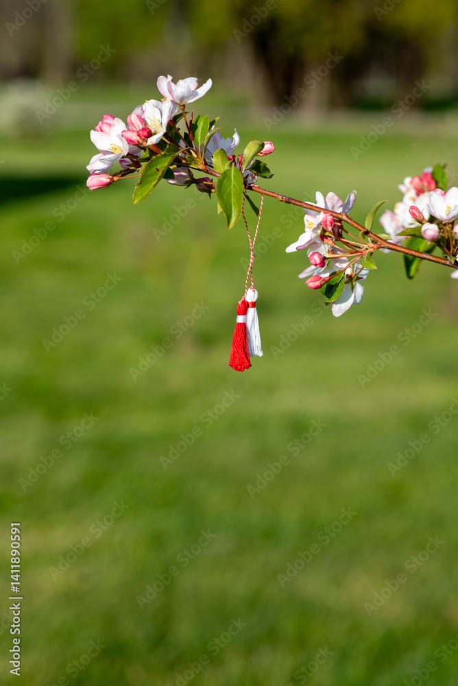 Traditional Balkan spring symbol Martisor or Martenitsa tied to a blooming tree branch in Moldova, Romania, and Bulgaria