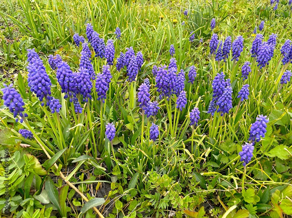 Obraz premium The first muscari. The first spring blue flowers