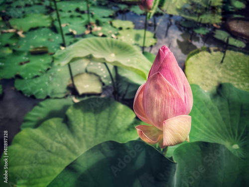 Pink lotus growing in a pond.
