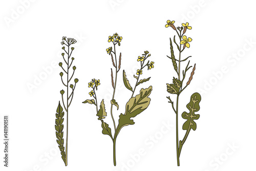 Botanical wildflowers isolated on white background. Hand drawn plants with stems, leaves, flowers vector illustration. Graphic design elements for Birthday Invitation Greeting Card Print Page Book Set