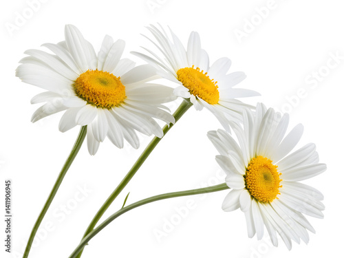 chamomile isolated on transparent background