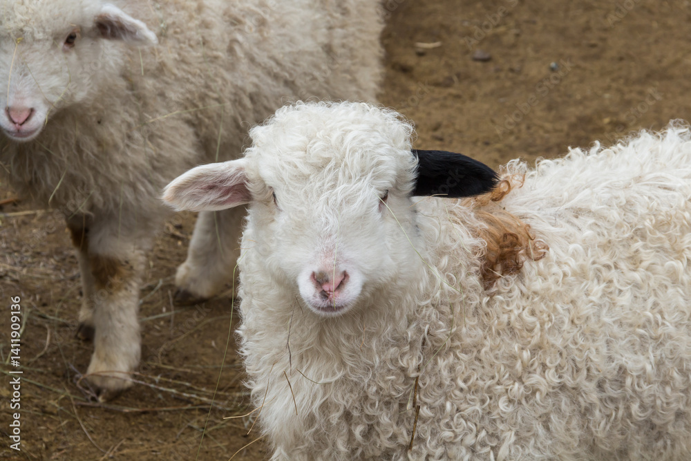 Naklejka premium White young ram with black ear. Lamb with one white and black ear. Domestic farm animals.