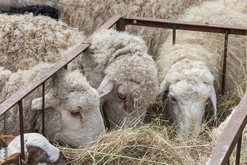 Sheep eat hay. Domestic farm animals.