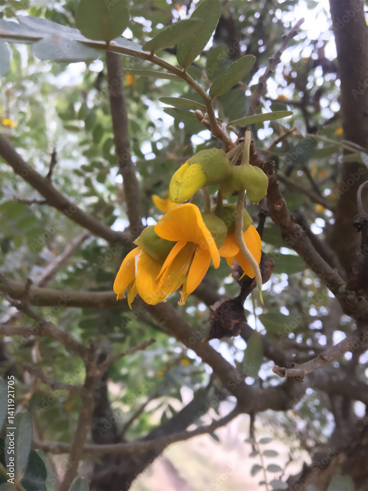 yellow rose on a tree yellow rose on a tree