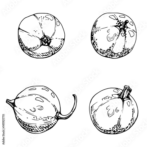 Currant gooseberry fruit hand drawn in vector ink, garden berry huckleberry juneberry casseille jostaberry. Botanical isolated elements illustration. Restaurant cafe menu, farmers market, organic food