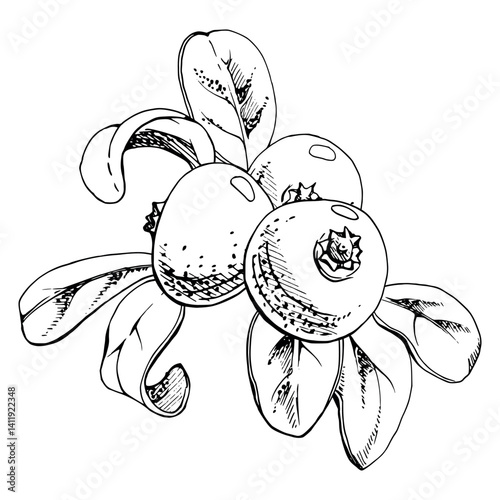Cranberry lingonberry bunch, green leaves, vector hand drawn in ink, ripe swamp forest berry bearberry teaberry wintergreen. Isolated botanical illustration for restaurant, cafe menu, farmers market