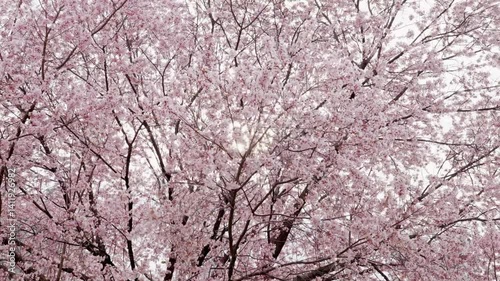 cherry blossom in spring