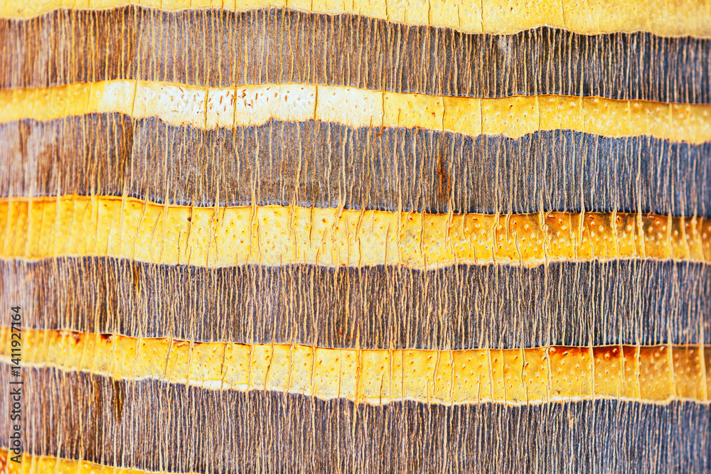 Palm tree trunk textured, fibrous bark with layered. Intricate pattern and natural details make it a compelling background. Horizontal bands of light and dark tones create a visually appealing pattern