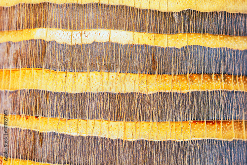 Obraz na płótnie Palm tree trunk textured, fibrous bark with layered. Intricate pattern and natural details make it a compelling background. Horizontal bands of light and dark tones create a visually appealing pattern w salonie