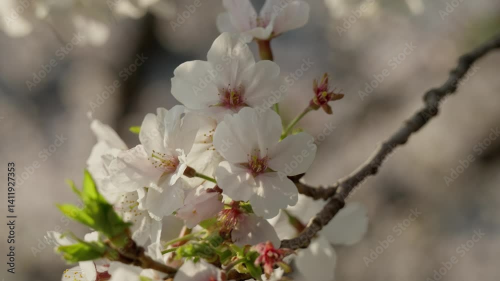 cherry tree blossom cherry tree blossom