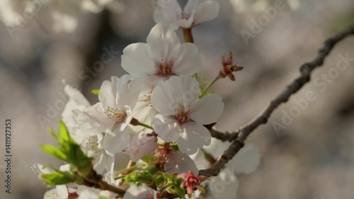 cherry tree blossom