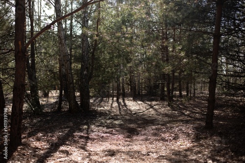 A sunlit forest path with trees casting long shadows on the ground. The scene is serene and natural, with dappled sunlight filtering through the branches, creating a peaceful, inviting atmosphere.