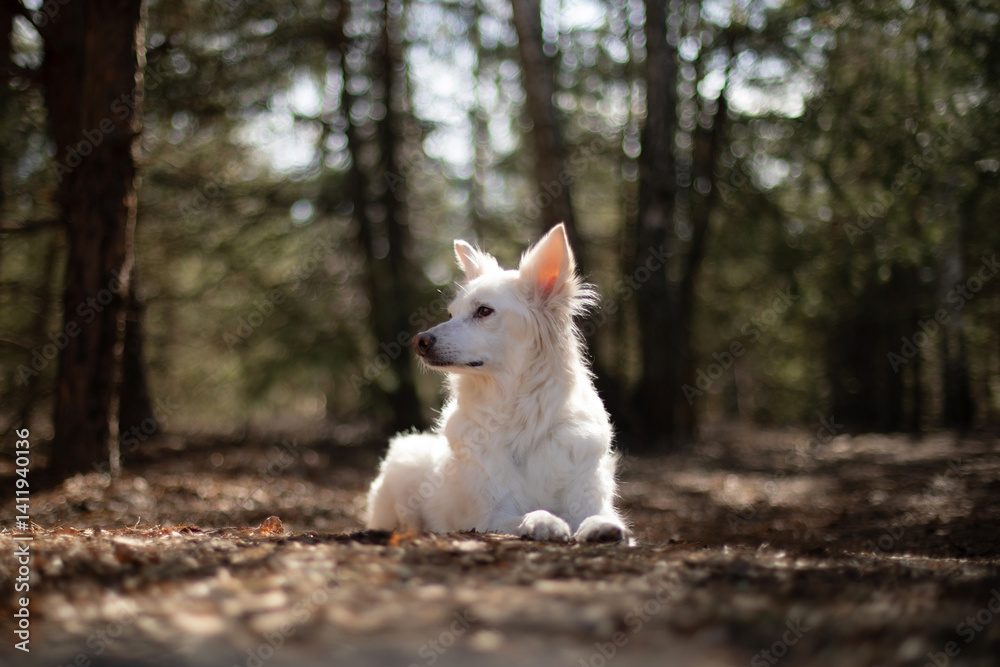 A white dog laying on the forest floor, looking calm and alert. The background is softly blurred, with dappled sunlight creating a serene, peaceful atmosphere in the woods.