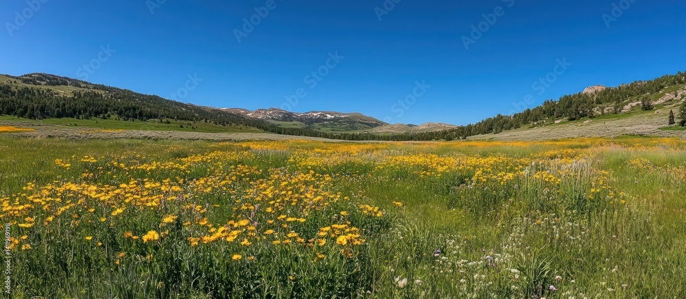 Fototapeta premium A vibrant field filled with yellow wildflowers under clear blue skies
