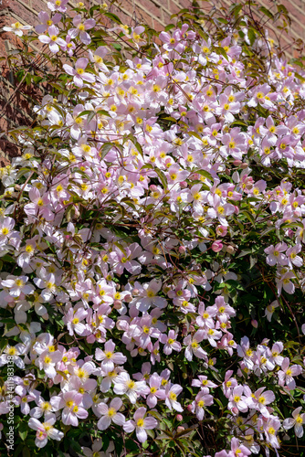 Obraz na płótnie Selective focus of white pink flowers in the garden, Anemone clematis climbing on the brick wall, Clematis montana is a flowering plant in the buttercup family Ranunculaceae, Nature floral background. w salonie