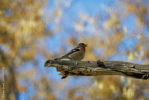 A male common chaffinch (Fringilla coelebs) sits on a thick branch perpendicular to the camera lens and sings its song on a sunny spring day. 