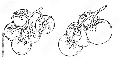 Tomato on a twig in the form of a sketch. Black and white vector illustration. A set of ripe cherry tomatoes on a white background. Fresh whole tomatoes, healthy harvest, ink drawing.