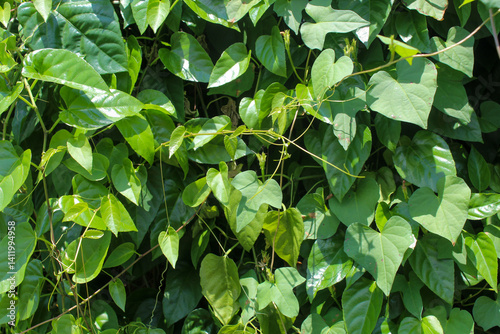 Full frame of green Aristolochia plants climbing on the wall forming a vertical garden