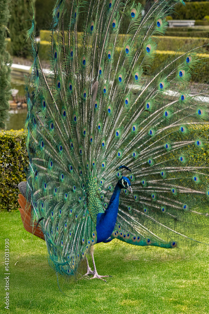 Obraz premium Peacock displaying vibrant plumage in garden