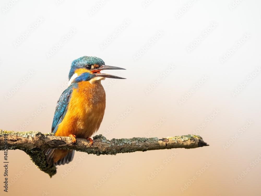 Obraz premium Vibrant Kingfisher on Branch