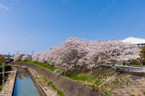 河辺の桜