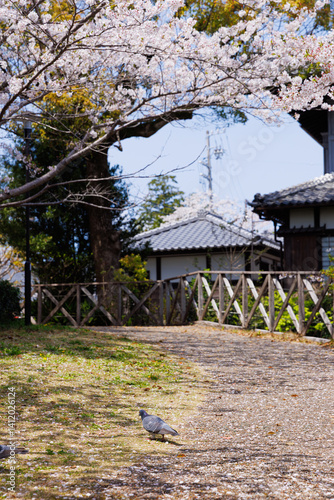 桜と鳩