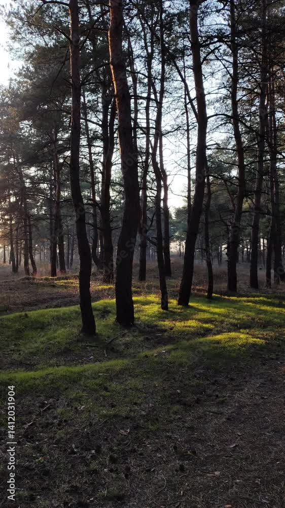 vertical video of a pine forest. forest at sunset. beautiful pine trees. sun in the forest in the evening. trees at dawn. vertical video of a pine forest. forest at sunset. beautiful pine trees. sun in the forest in the evening. trees at dawn.