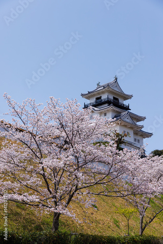 掛川城と桜