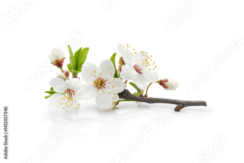 Сherry plum blossom, blooming branch with young leaves, buds and flowers isolated on white background	