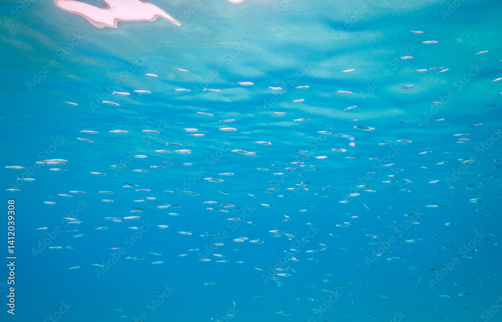 Fototapeta premium Egypt | Red Sea | Scuba | Diving