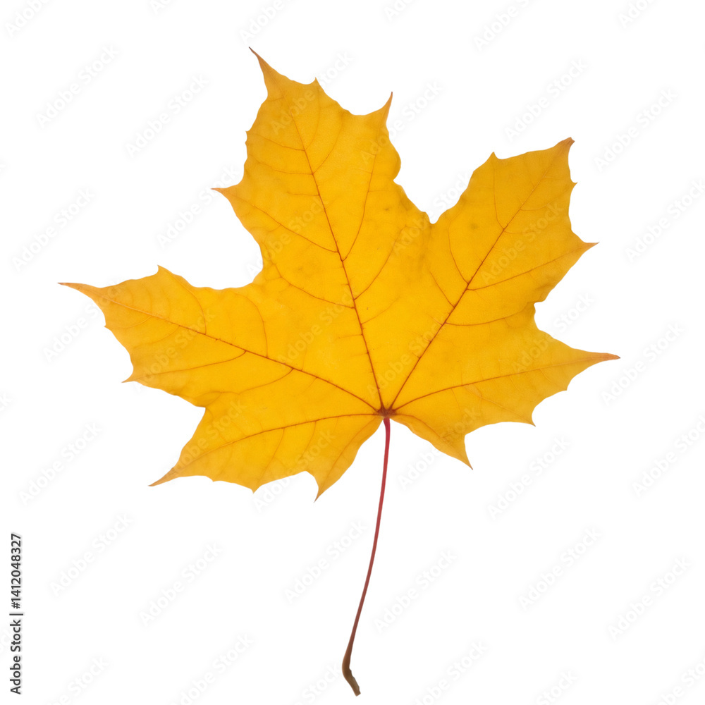 Yellow maple leaf isolated on transparent background, cut out with path and no shadow, perfect for graphic projects Yellow maple leaf isolated on transparent background, cut out with path and no shadow, perfect for graphic projects