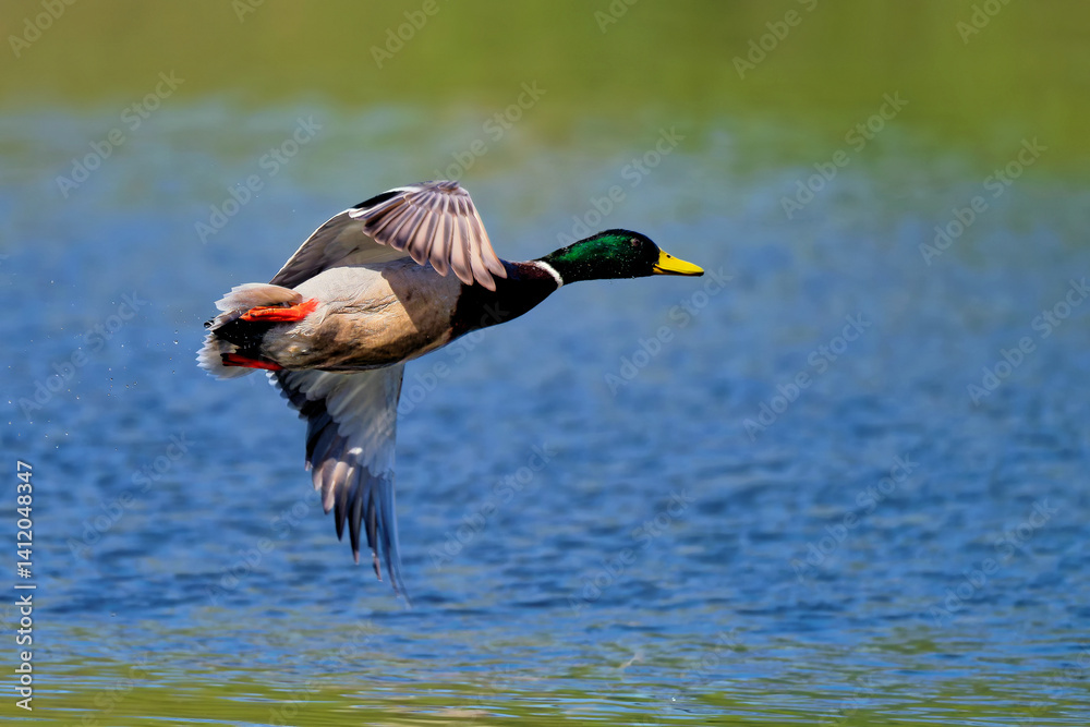 Obraz premium Männliche Stockente startet auf dem Teich
