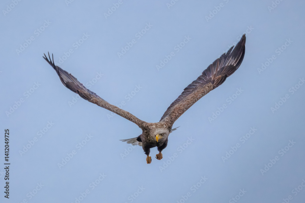 Fototapeta premium An adult White-tailed eagle flies right toward the camera lens on a cloudy spring morning. 