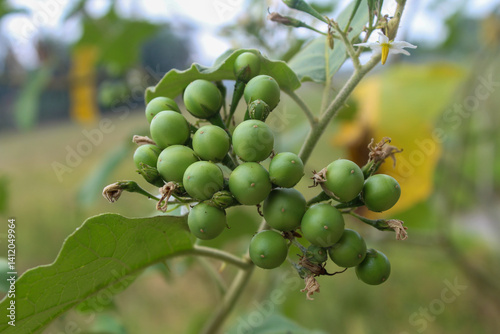 Takokak fruit stalks grow on broad-leaved plants and star-shaped white flowers in natural outdoor environments. Ideal for botanical and wild flora themes. photo