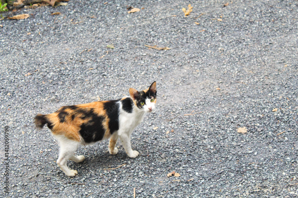 A calico cat stands alert on a gravel path, gazing toward the camera. The outdoor setting highlights the cat’s distinctive fur pattern and independent nature.