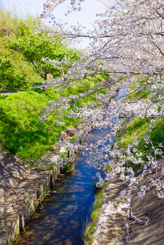 河辺の桜