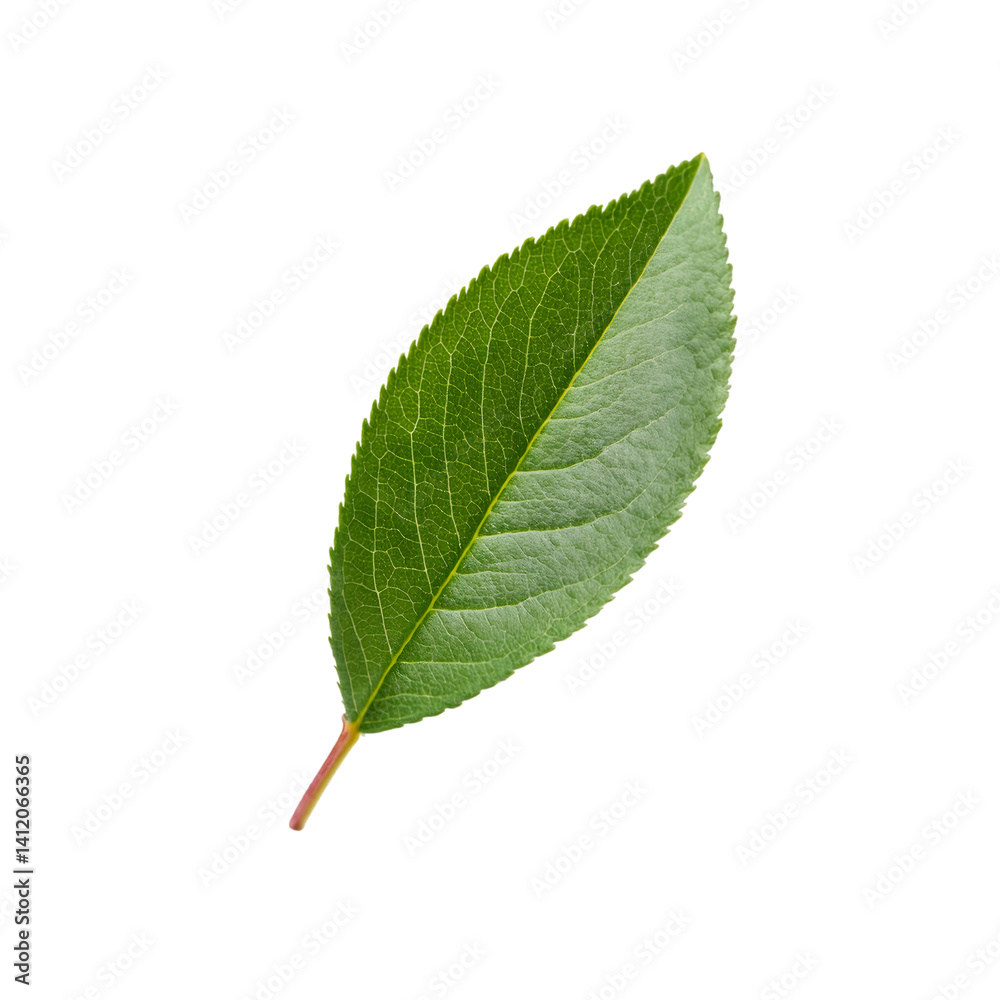 Perfect green chokecherry leaf isolated on transparent background with clipping path included