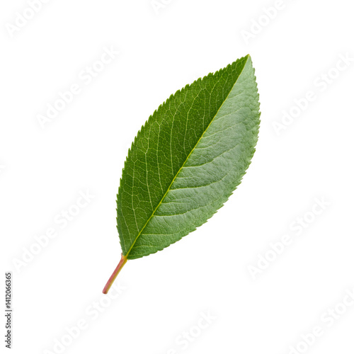 Obraz na płótnie Perfect green chokecherry leaf isolated on transparent background with clipping path included w salonie