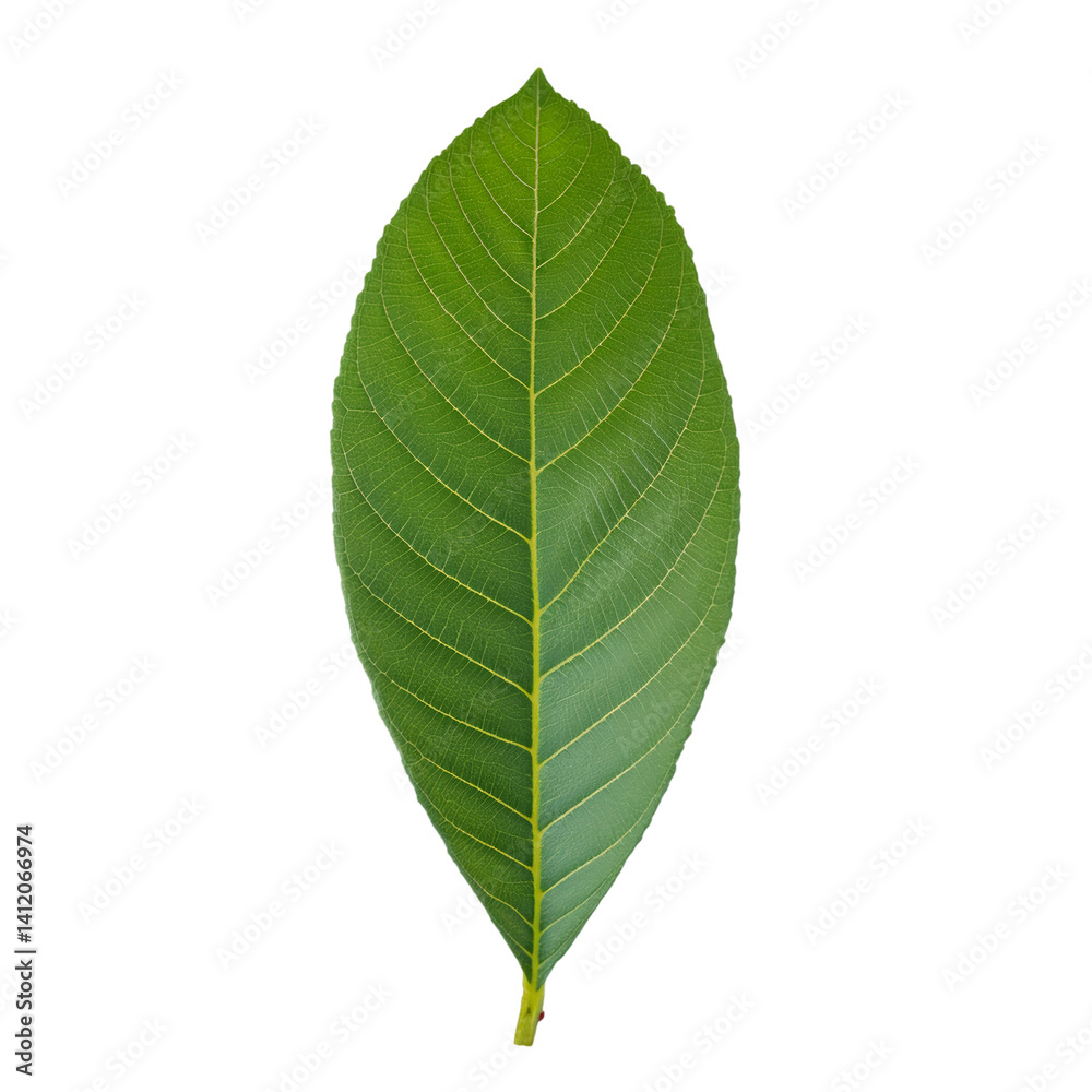 Fresh green loquat leaf isolated on transparent background with clipping path included
