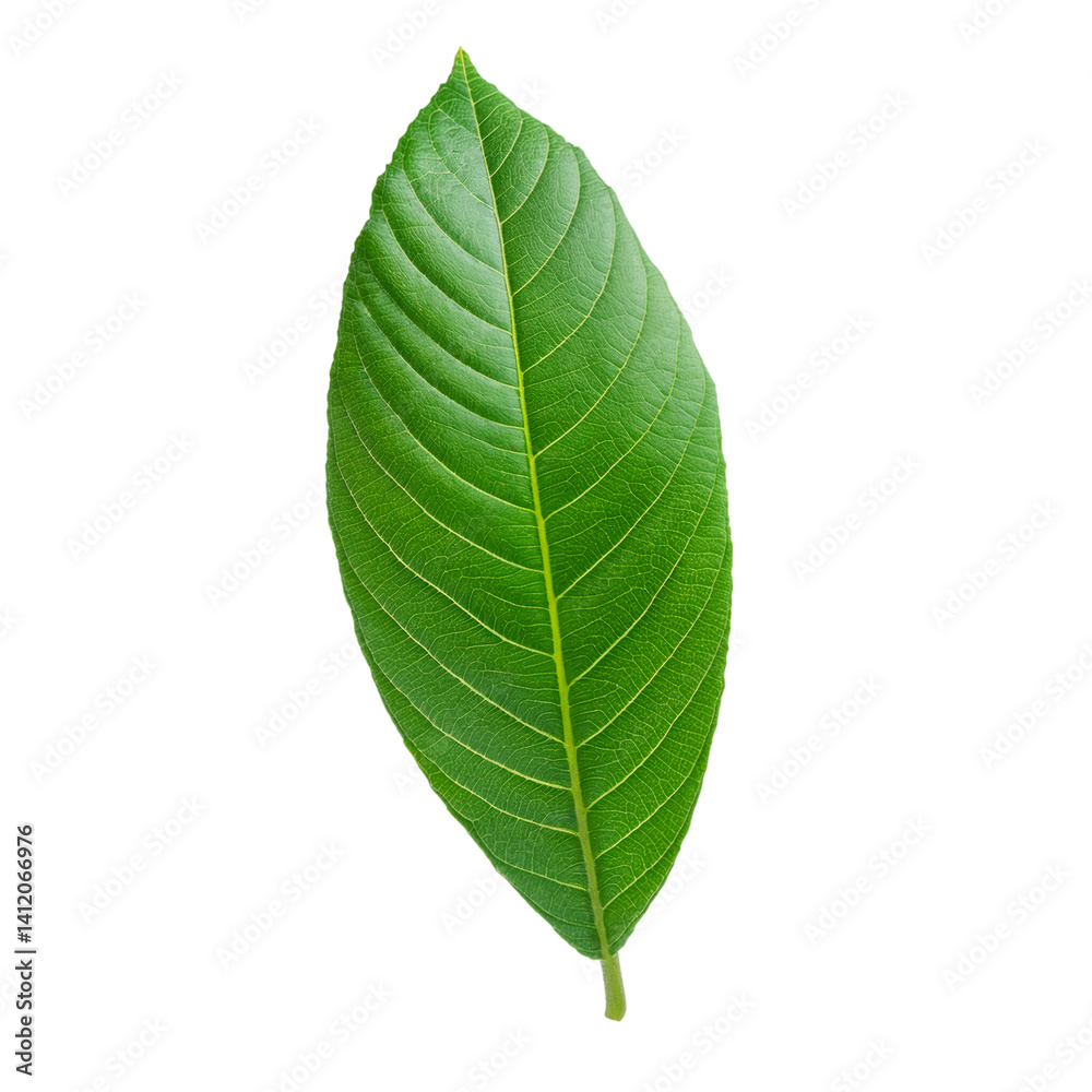 Obraz premium Vibrant green loquat leaf isolated on a transparent background, perfect for graphic design projects